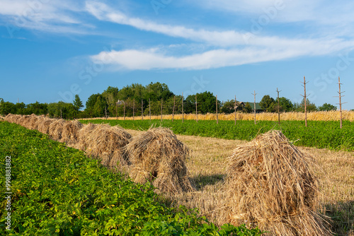 Traditional rural farmland during the summer photo