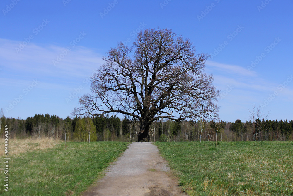 an oak tree with a lush crown in early spring. The concept of natural monuments, taking care of nature. an oak tree with a lush crown in early spring. The concept of natural monuments, taking care of nature.