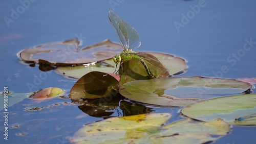 dragonfly in the pond
