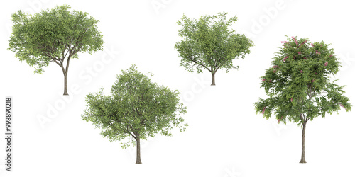 Fototapeta Naklejka Na Ścianę i Meble -  3d rendering of Locusts,Cassia javanica trees on transparent background