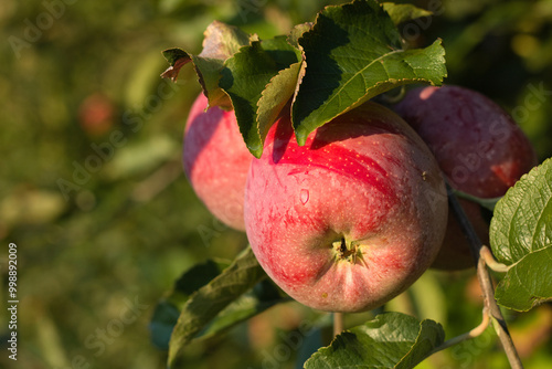 Juicy apples. Two red apples in the morning dew  tasty sweet apple.