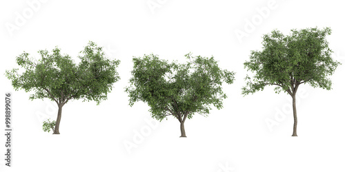 Set of Black Olive plants isolated on transparent background photo