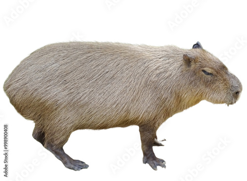 Capybara (Hydrochoerus hydrochaeris) isolated on white background