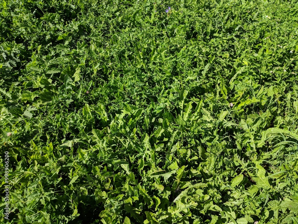 background of grass background of grass