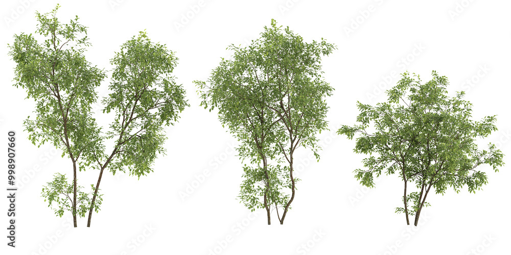 tropical River birch trees isolated used for architecture tropical River birch trees isolated used for architecture