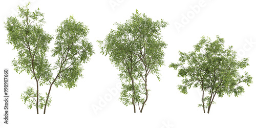  tropical River birch trees isolated used for architecture