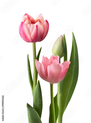 Three pink tulips on the transparent background