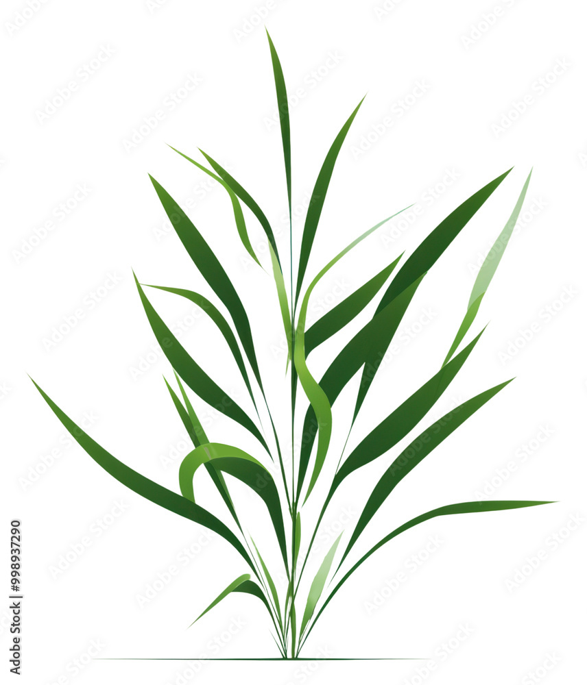 Fototapeta premium PNG A Grass grass plant green.