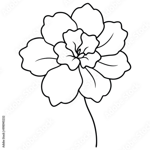 hand-drawn-geranium-flower-vector line art