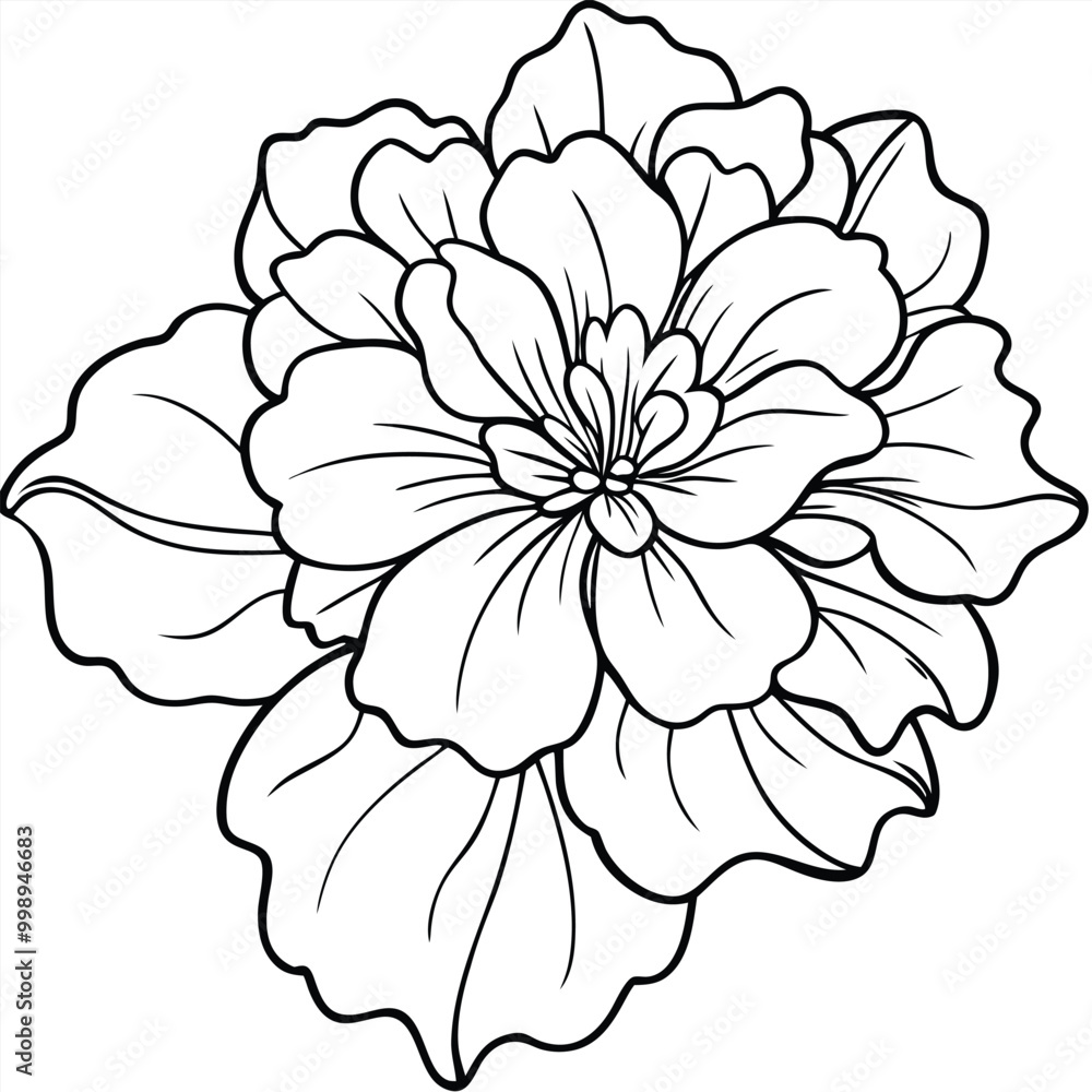 hand-drawn-geranium-flower-vector line art hand-drawn-geranium-flower-vector line art
