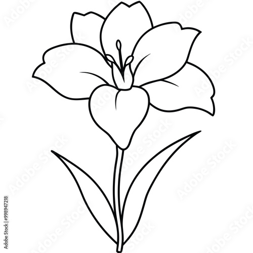 hand-drawn-gladiolus-flower-vector line art