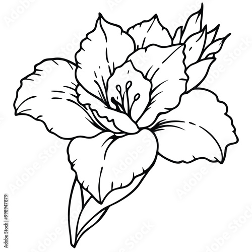 hand-drawn-gladiolus-flower-vector line art