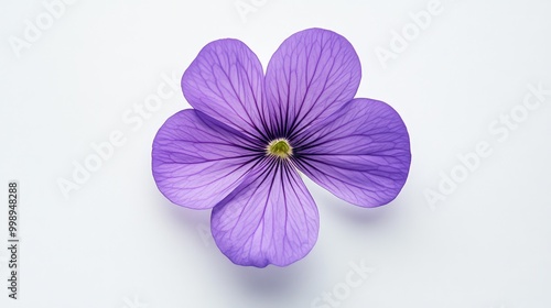 A vibrant violet, its soft translucent petals catching the light beautifully against a minimalist white background