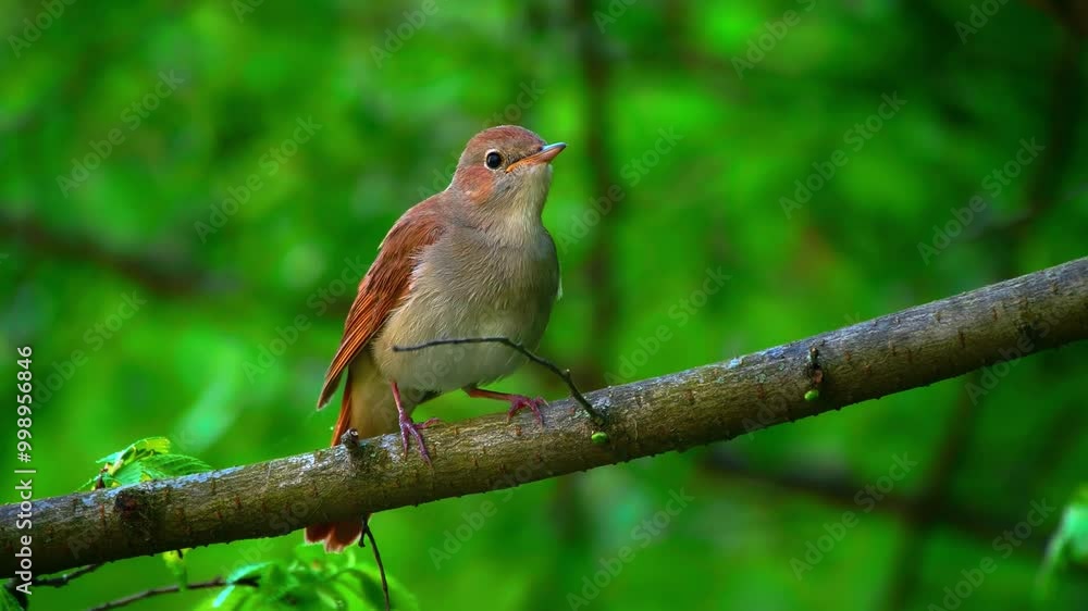 robin on a twig robin on a twig