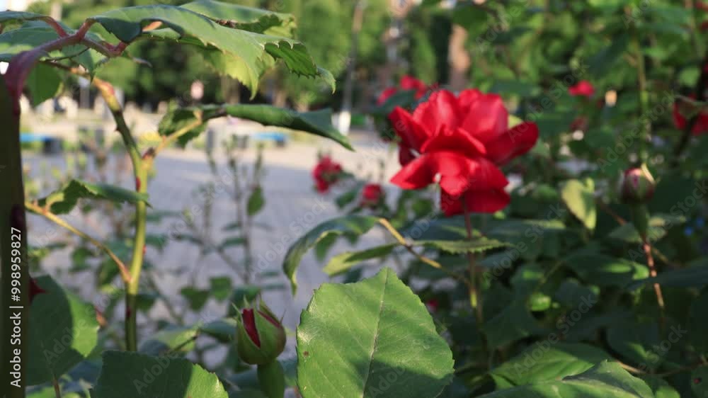 A large bush of red roses on a flowerbed against the background of pedestrians and a road with cars. B roll A large bush of red roses on a flowerbed against the background of pedestrians and a road with cars. B roll
