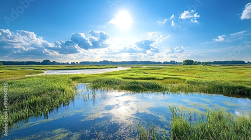 Sun shining over lush green wetlands and river landscape