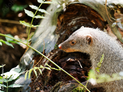 Banded Mongoose live in large troops and though they forage individually they keep constant vigil for dangers and warn others photo