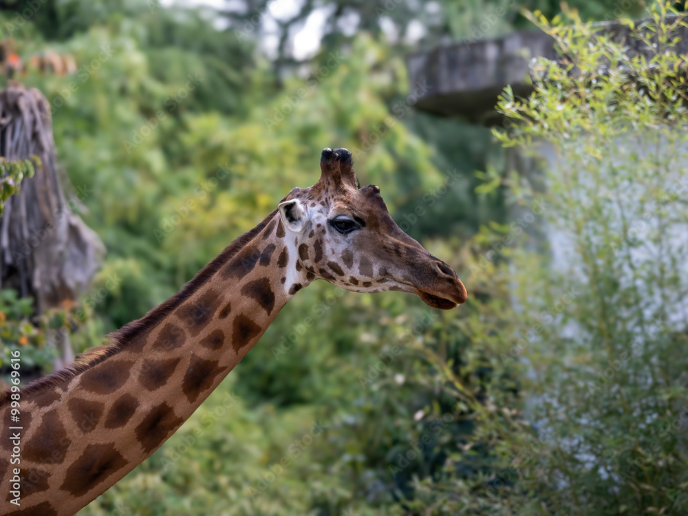 A stunning reticulated giraffe standing tall in the African savanna. The intricate patterns of its coat contrast beautifully with the lush green surroundings, capturing the essence of wildlife. A stunning reticulated giraffe standing tall in the African savanna. The intricate patterns of its coat contrast beautifully with the lush green surroundings, capturing the essence of wildlife.