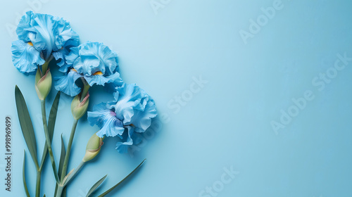 Elegant soft blue background with blue iris flowers and ample copy space