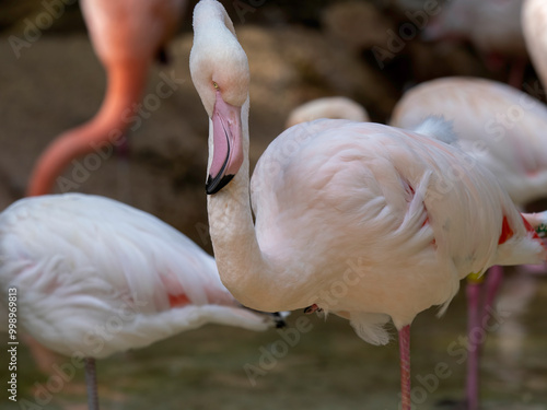 Greater flamingo (Phoenicopterus roseus) is the most widespread and largest species of the flamingo family. photo