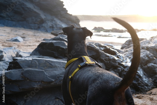 Doberman at Harlyn Bay just before sunset late September Cornwall UK
