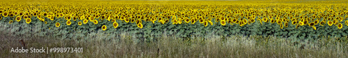 Φωτογραφία Ultra-wide panoramic view of cultivated sunflowers in full bloom in a farm field