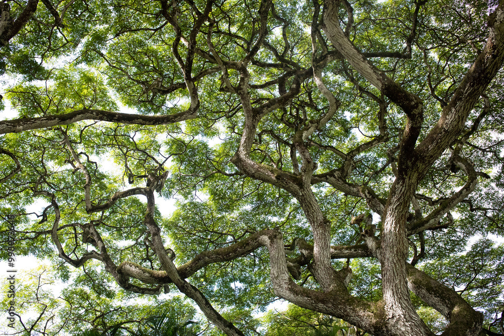 Fototapeta premium Oahu, Hawaii Tree Landscape