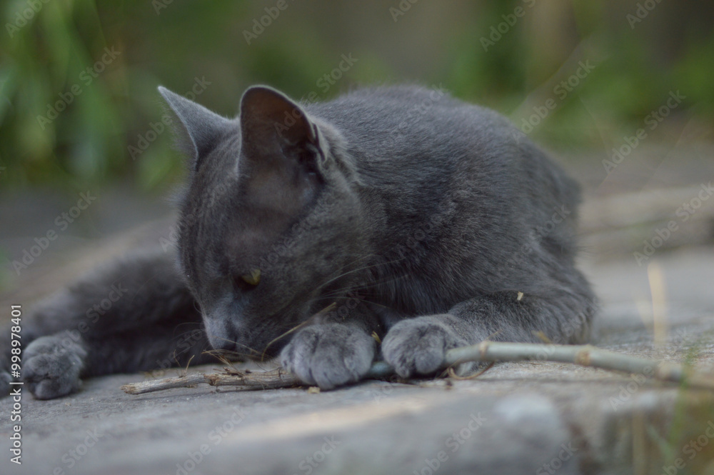 grey cat playing with a stick grey cat playing with a stick