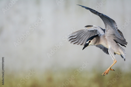 A close-up photo of a Black-Crowned Night Heron in flight.