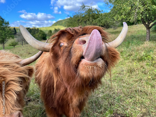 scottish highland cow funnily sticking out tongue