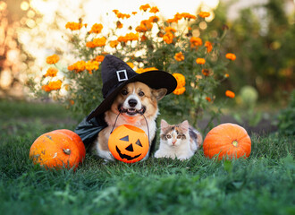 Corgi dog in halloween costume and kitten sitting in yard surrounded by orange pumpkins