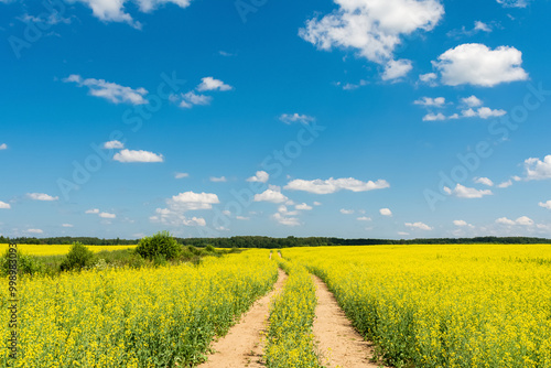 A winding sandy road goes towards the horizon through a blooming and ripening rapeseed field. Agro landscape with yellow vegetation, blue sky with clouds on a summer sunny day