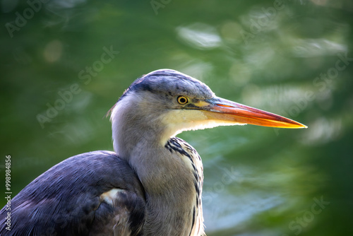 Portrait of Grey Heron (Ardea cinerea) in Dublin, Ireland, often seen in wetlands and rivers. photo