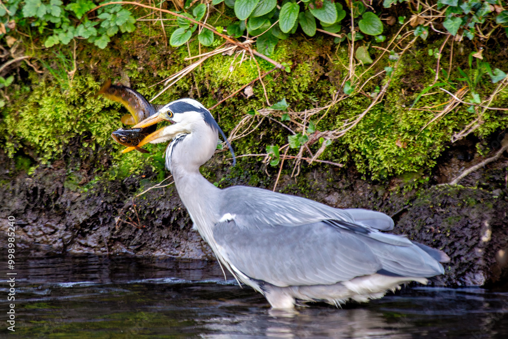 Φωτογραφία Grey Heron (Ardea cinerea) feeding in Dublin, Ireland, commonly found near freshwater habitats