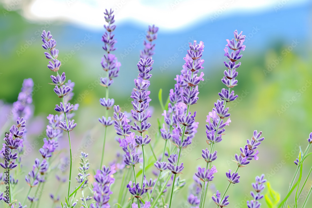 Obraz premium Vibrant purple lavender flowers in full bloom