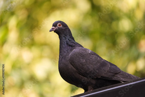 A close-up photo of a Pigeon. photo