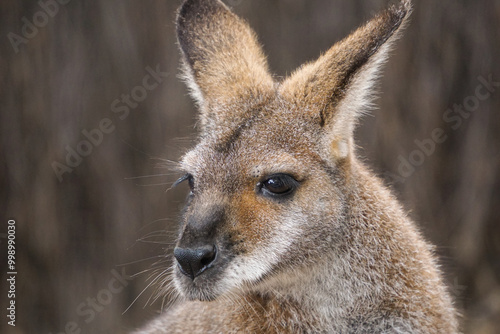 A close-up photo of a Wallaby.