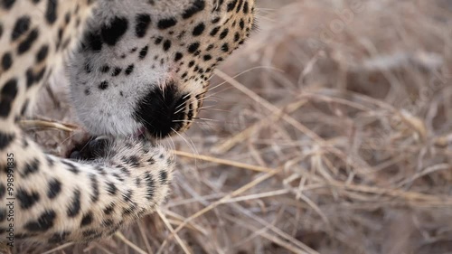 Female Leopard (Panthera pardus) cleaning her claws after eating a Common Duiker. Nice view of sharp dewclaw. Slow motion, 25 percent natural speed. photo