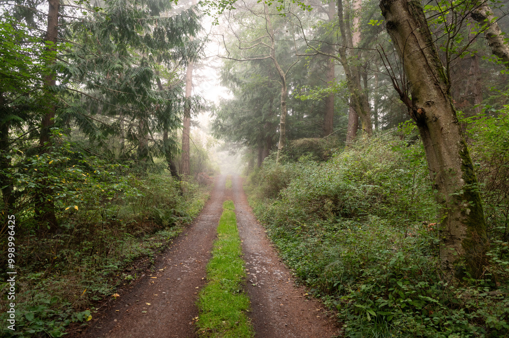 Obraz premium Country drive through a misty forest environment in the Pacific Northwest. A lush green forest makes for the perfect country drive on a foggy morning. 