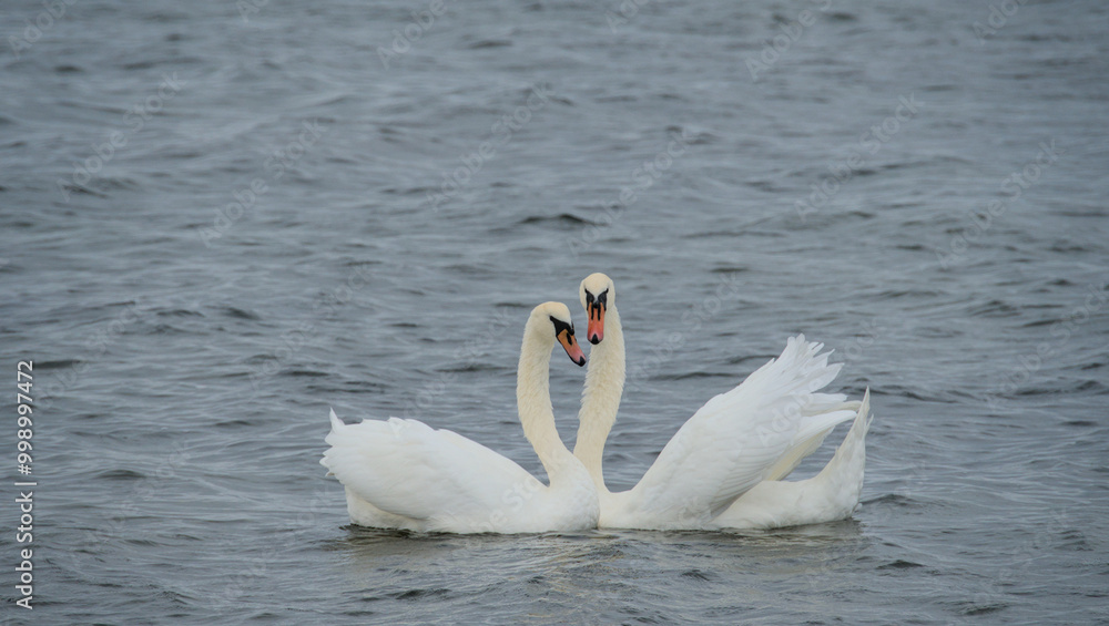 two loving swans build a heart of their necks two loving swans build a heart of their necks