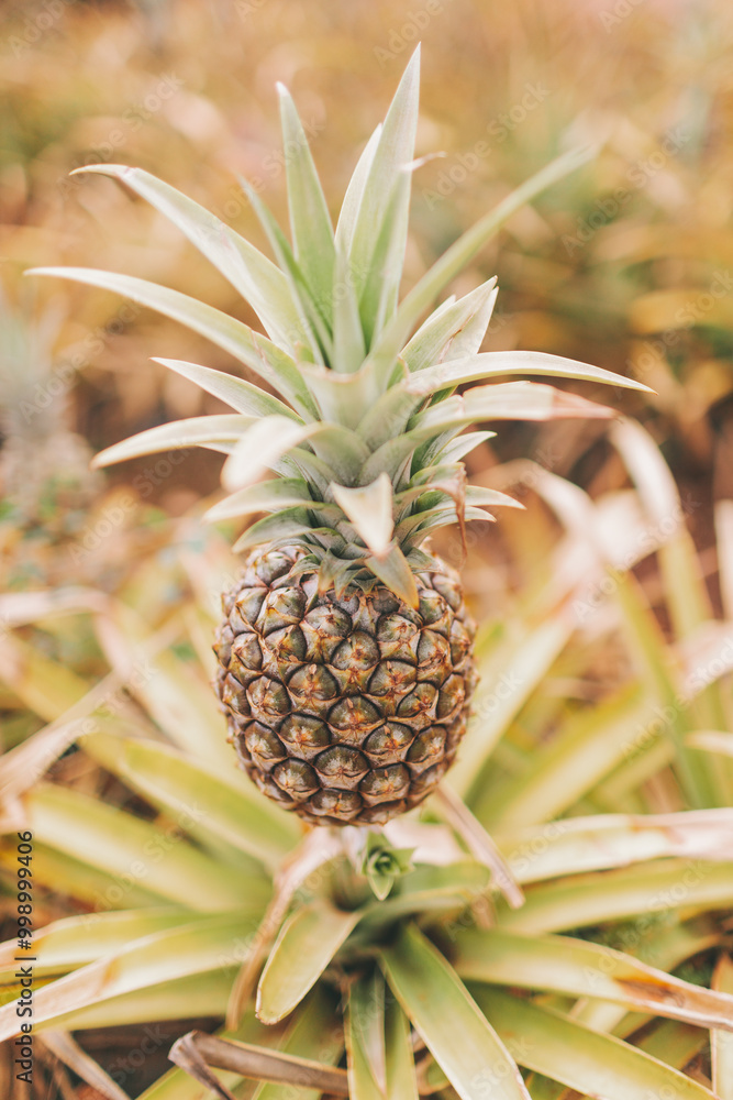 A pineapple plant