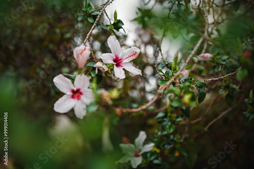 Hibiscus tropical stem flower in nature tropical garden,  selective focus photo