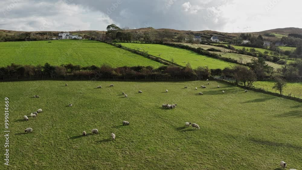 A stunning aerial perspective shows sheep peacefully grazing in verdant fields of County Donegal, Ireland. The lush landscape extends under a dynamic sky, showcasing the beauty of rural life. A stunning aerial perspective shows sheep peacefully grazing in verdant fields of County Donegal, Ireland. The lush landscape extends under a dynamic sky, showcasing the beauty of rural life.
