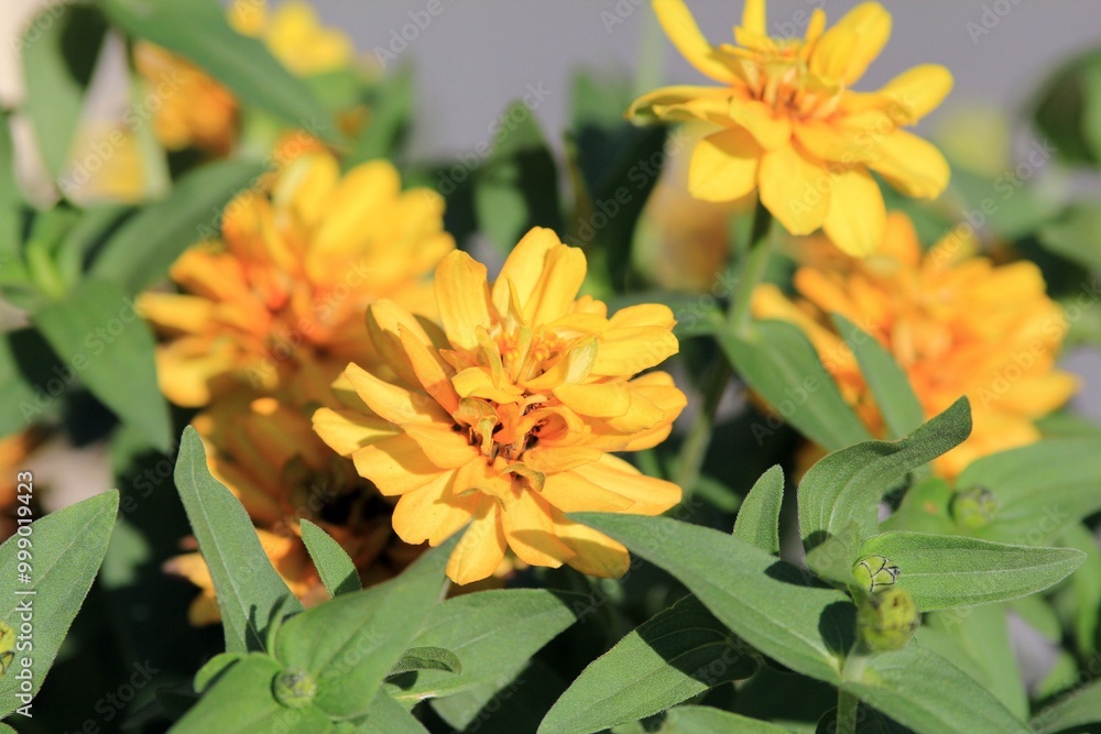Yellow zinnia flowers on a blurred background
Yellow zinnia flowers on a blurred background