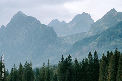 Coniferous trees and massive high mountains. A photograph depicting freedom and adventure. White edit space