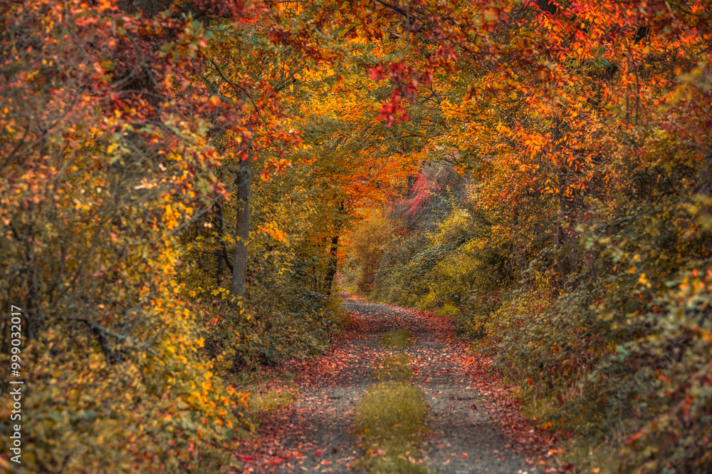 Orange Autumn Journey:, Exploring the Golden Path in Fall Forest Orange Autumn Journey:, Exploring the Golden Path in Fall Forest