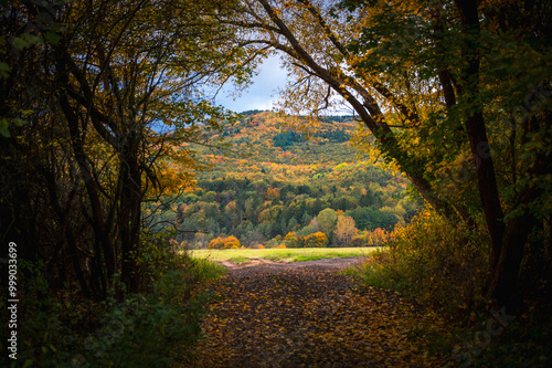 Yellow Autumn road, brown gray nature, meadow and forest in fall