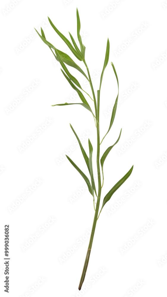 Fototapeta premium PNG Herbs plant leaf white background.