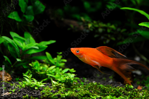 Beautiful fish Hi Fin Lyretail Swordtail also called Xiphophorus helleri. It is a fish native to Central America.