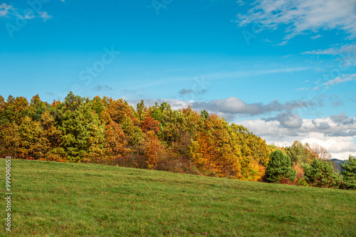 Autumn’s Splendor in the Carpathian Forest Shines in Red and Gold